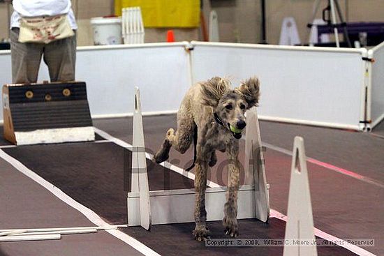 Dawg Derby Flyball Tournement<br />July 11, 2009<br />Classic Center<br />Athens, Ga