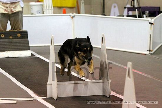 Dawg Derby Flyball Tournement<br />July 11, 2009<br />Classic Center<br />Athens, Ga