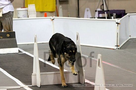 Dawg Derby Flyball Tournement<br />July 11, 2009<br />Classic Center<br />Athens, Ga