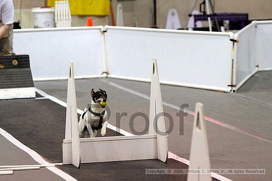 Dawg Derby Flyball Tournement<br />July 11, 2009<br />Classic Center<br />Athens, Ga