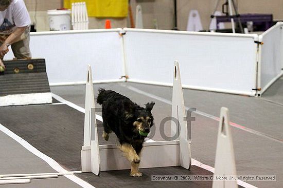 Dawg Derby Flyball Tournement<br />July 11, 2009<br />Classic Center<br />Athens, Ga