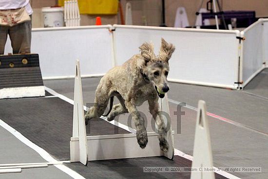 Dawg Derby Flyball Tournement<br />July 11, 2009<br />Classic Center<br />Athens, Ga