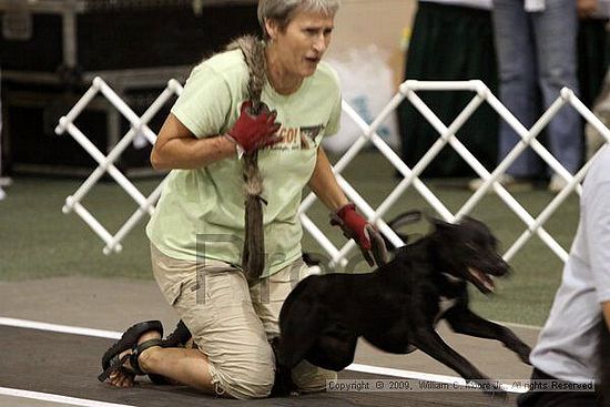 Dawg Derby Flyball Tournement<br />July 11, 2009<br />Classic Center<br />Athens, Ga