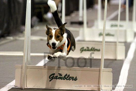 Dawg Derby Flyball Tournement<br />July 11, 2009<br />Classic Center<br />Athens, Ga