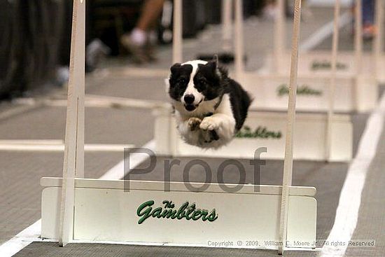 Dawg Derby Flyball Tournement<br />July 11, 2009<br />Classic Center<br />Athens, Ga