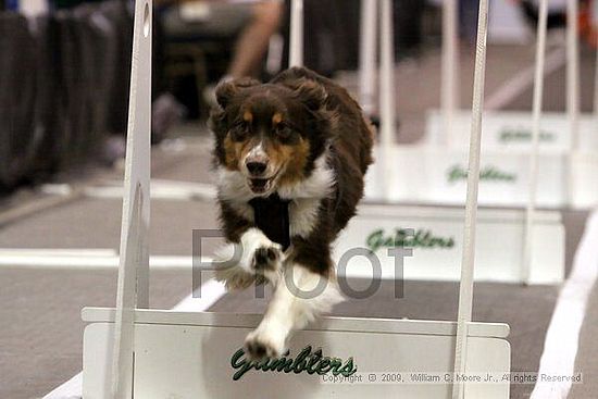 Dawg Derby Flyball Tournement<br />July 11, 2009<br />Classic Center<br />Athens, Ga