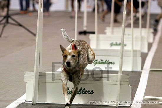 Dawg Derby Flyball Tournement<br />July 11, 2009<br />Classic Center<br />Athens, Ga