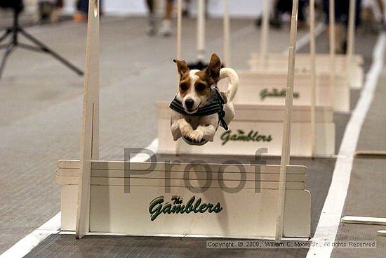 Dawg Derby Flyball Tournement<br />July 11, 2009<br />Classic Center<br />Athens, Ga