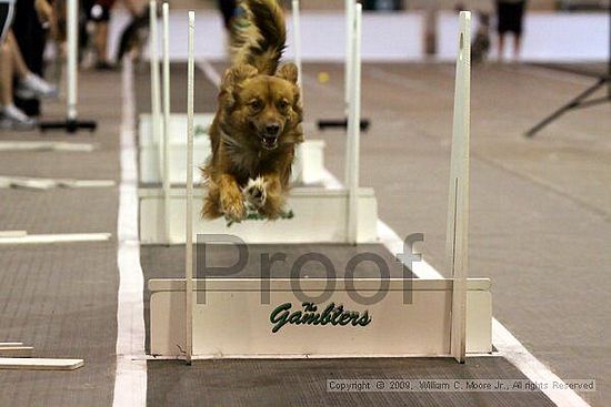 Dawg Derby Flyball Tournement<br />July 11, 2009<br />Classic Center<br />Athens, Ga