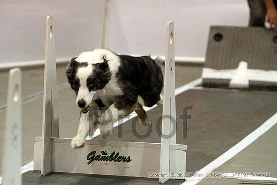 Dawg Derby Flyball Tournement<br />July 11, 2009<br />Classic Center<br />Athens, Ga