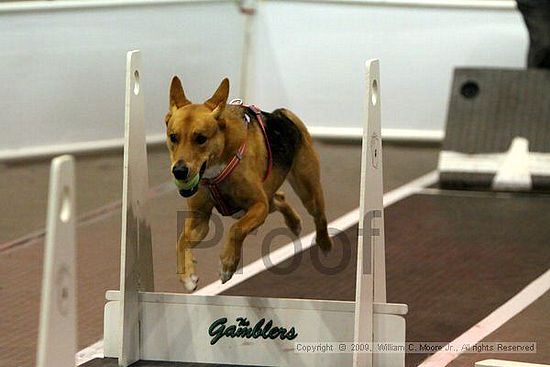 Dawg Derby Flyball Tournement<br />July 11, 2009<br />Classic Center<br />Athens, Ga