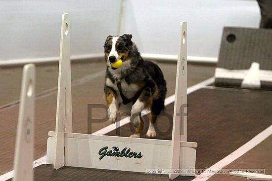 Dawg Derby Flyball Tournement<br />July 11, 2009<br />Classic Center<br />Athens, Ga