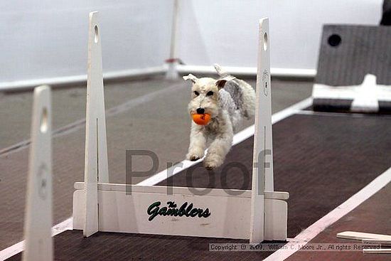 Dawg Derby Flyball Tournement<br />July 11, 2009<br />Classic Center<br />Athens, Ga