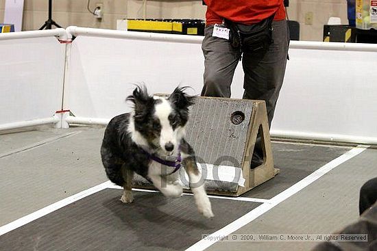 Dawg Derby Flyball Tournement<br />July 11, 2009<br />Classic Center<br />Athens, Ga