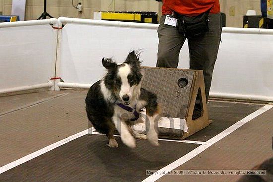 Dawg Derby Flyball Tournement<br />July 11, 2009<br />Classic Center<br />Athens, Ga