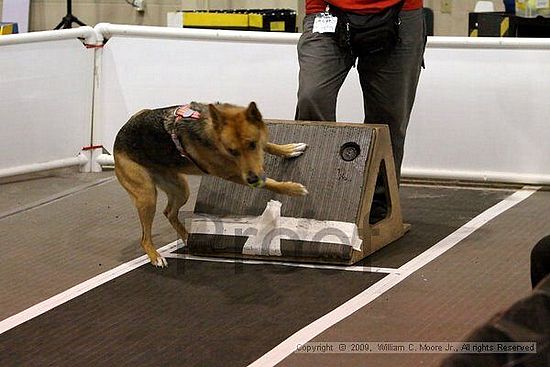 Dawg Derby Flyball Tournement<br />July 11, 2009<br />Classic Center<br />Athens, Ga