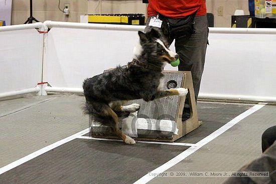 Dawg Derby Flyball Tournement<br />July 11, 2009<br />Classic Center<br />Athens, Ga