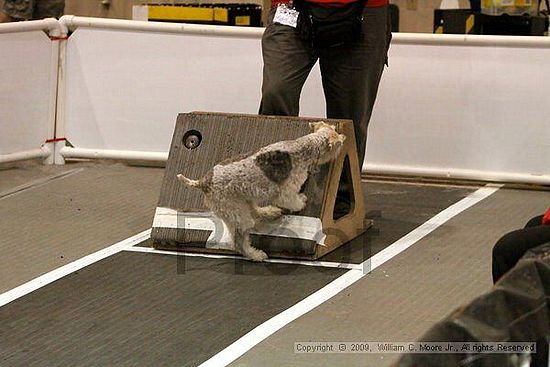 Dawg Derby Flyball Tournement<br />July 11, 2009<br />Classic Center<br />Athens, Ga