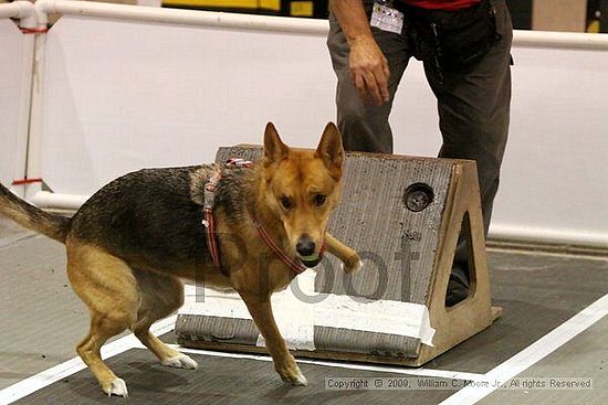 Dawg Derby Flyball Tournement<br />July 11, 2009<br />Classic Center<br />Athens, Ga