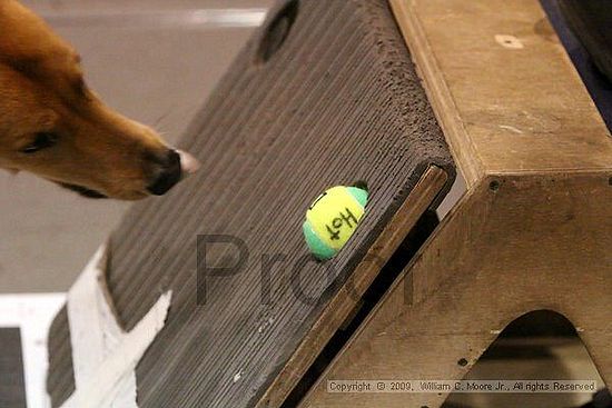 Dawg Derby Flyball Tournement<br />July 11, 2009<br />Classic Center<br />Athens, Ga