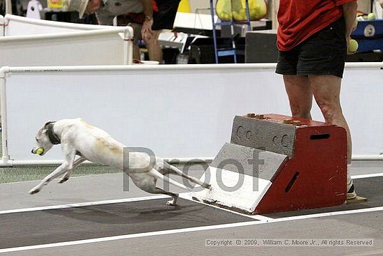 Dawg Derby Flyball Tournement<br />July 11, 2009<br />Classic Center<br />Athens, Ga