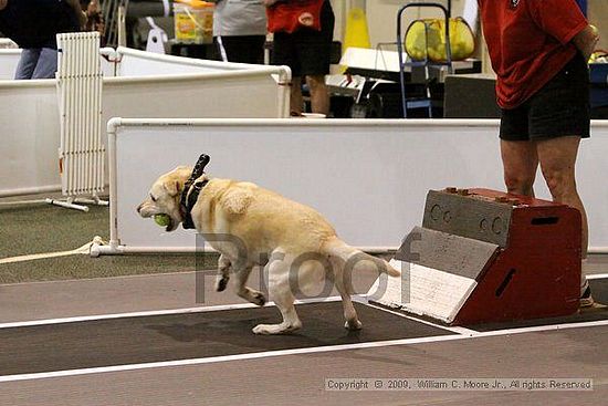 Dawg Derby Flyball Tournement<br />July 11, 2009<br />Classic Center<br />Athens, Ga