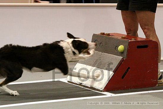 Dawg Derby Flyball Tournement<br />July 11, 2009<br />Classic Center<br />Athens, Ga