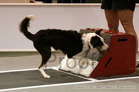 Dawg Derby Flyball Tournement<br />July 11, 2009<br />Classic Center<br />Athens, Ga