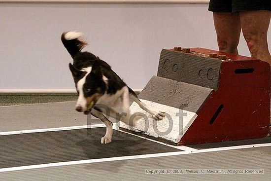 Dawg Derby Flyball Tournement<br />July 11, 2009<br />Classic Center<br />Athens, Ga