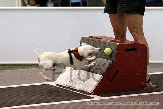 Dawg Derby Flyball Tournement<br />July 11, 2009<br />Classic Center<br />Athens, Ga