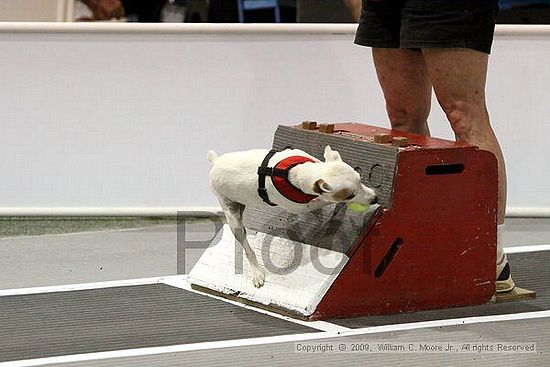 Dawg Derby Flyball Tournement<br />July 11, 2009<br />Classic Center<br />Athens, Ga