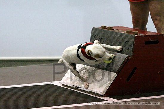 Dawg Derby Flyball Tournement<br />July 11, 2009<br />Classic Center<br />Athens, Ga