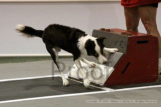 Dawg Derby Flyball Tournement<br />July 11, 2009<br />Classic Center<br />Athens, Ga