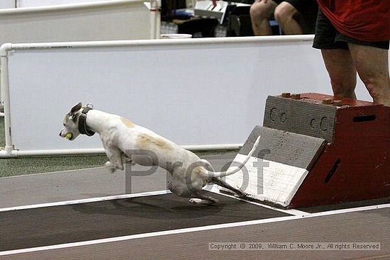 Dawg Derby Flyball Tournement<br />July 11, 2009<br />Classic Center<br />Athens, Ga