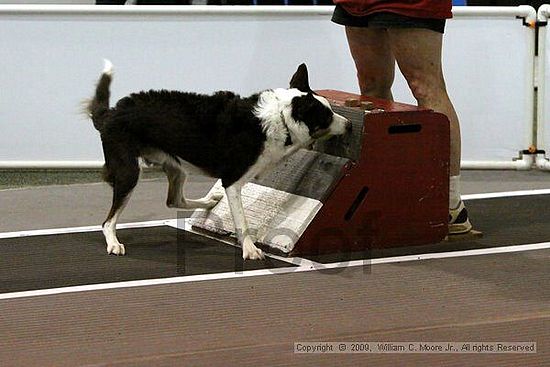 Dawg Derby Flyball Tournement<br />July 11, 2009<br />Classic Center<br />Athens, Ga