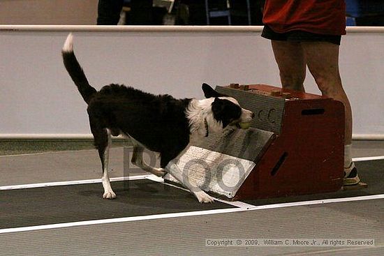 Dawg Derby Flyball Tournement<br />July 11, 2009<br />Classic Center<br />Athens, Ga