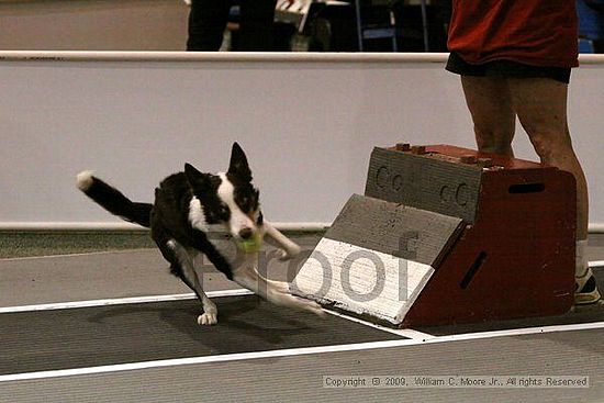 Dawg Derby Flyball Tournement<br />July 11, 2009<br />Classic Center<br />Athens, Ga