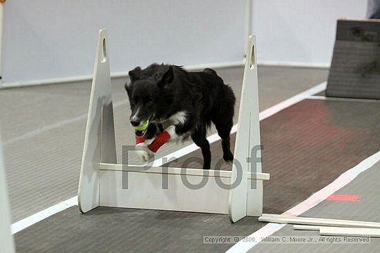 Dawg Derby Flyball Tournement<br />July 11, 2009<br />Classic Center<br />Athens, Ga