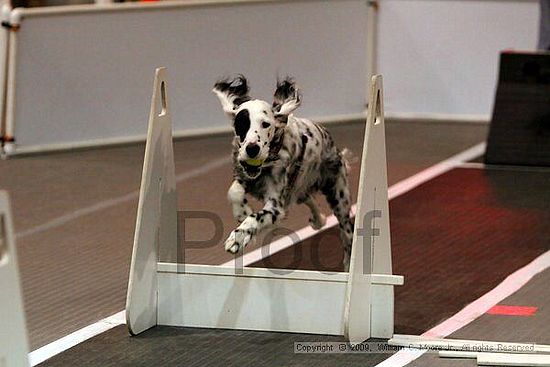 Dawg Derby Flyball Tournement<br />July 11, 2009<br />Classic Center<br />Athens, Ga