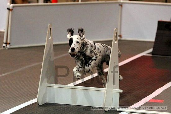 Dawg Derby Flyball Tournement<br />July 11, 2009<br />Classic Center<br />Athens, Ga