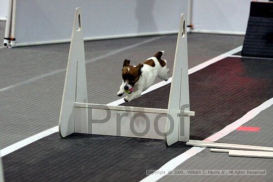 Dawg Derby Flyball Tournement<br />July 11, 2009<br />Classic Center<br />Athens, Ga