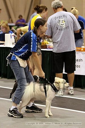 Dawg Derby Flyball Tournement<br />July 11, 2009<br />Classic Center<br />Athens, Ga