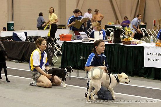 Dawg Derby Flyball Tournement<br />July 11, 2009<br />Classic Center<br />Athens, Ga