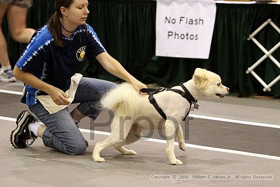 Dawg Derby Flyball Tournement<br />July 11, 2009<br />Classic Center<br />Athens, Ga