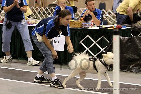 Dawg Derby Flyball Tournement<br />July 11, 2009<br />Classic Center<br />Athens, Ga