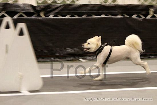 Dawg Derby Flyball Tournement<br />July 11, 2009<br />Classic Center<br />Athens, Ga