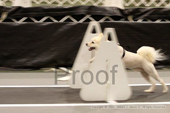 Dawg Derby Flyball Tournement<br />July 11, 2009<br />Classic Center<br />Athens, Ga