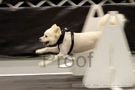 Dawg Derby Flyball Tournement<br />July 11, 2009<br />Classic Center<br />Athens, Ga