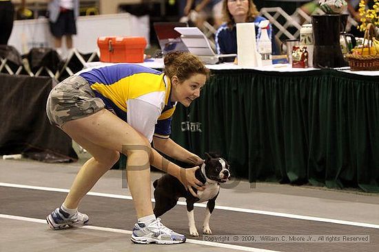 Dawg Derby Flyball Tournement<br />July 11, 2009<br />Classic Center<br />Athens, Ga