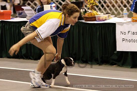 Dawg Derby Flyball Tournement<br />July 11, 2009<br />Classic Center<br />Athens, Ga